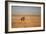 A Lion, Panthera Leo, Looks Out over Grassland at Sunrise-Alex Saberi-Framed Photographic Print