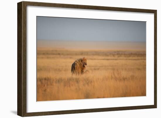 A Lion, Panthera Leo, Looks Out over Grassland at Sunrise-Alex Saberi-Framed Photographic Print