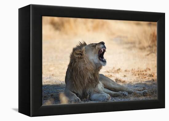 A Lion, Panthera Leo, Resting in the Shade, Lets Out a Roar-Alex Saberi-Framed Premier Image Canvas