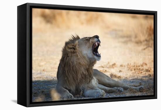 A Lion, Panthera Leo, Resting in the Shade, Lets Out a Roar-Alex Saberi-Framed Premier Image Canvas