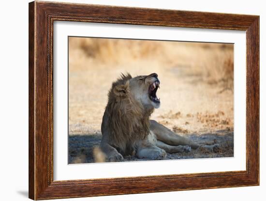 A Lion, Panthera Leo, Resting in the Shade, Lets Out a Roar-Alex Saberi-Framed Photographic Print