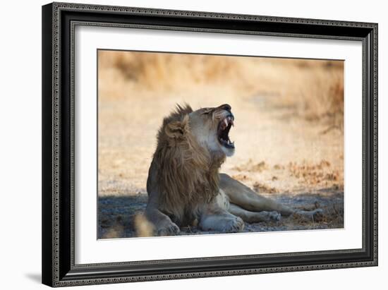 A Lion, Panthera Leo, Resting in the Shade, Lets Out a Roar-Alex Saberi-Framed Photographic Print