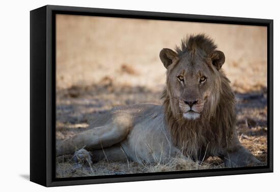 A Lion, Panthera Leo, Rests in the Shade-Alex Saberi-Framed Premier Image Canvas