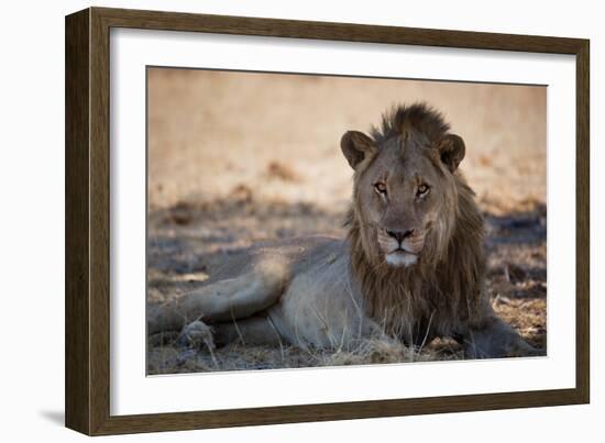 A Lion, Panthera Leo, Rests in the Shade-Alex Saberi-Framed Photographic Print