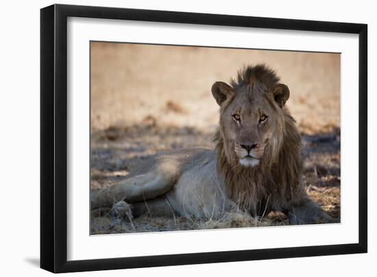 A Lion, Panthera Leo, Rests in the Shade-Alex Saberi-Framed Photographic Print