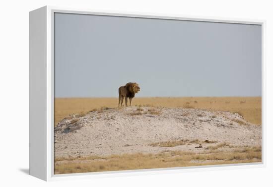A Lion, Panthera Leo, Surveying His Territory-Alex Saberi-Framed Premier Image Canvas