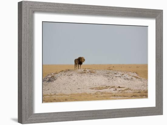 A Lion, Panthera Leo, Surveying His Territory-Alex Saberi-Framed Photographic Print