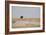 A Lion, Panthera Leo, Surveying His Territory-Alex Saberi-Framed Photographic Print