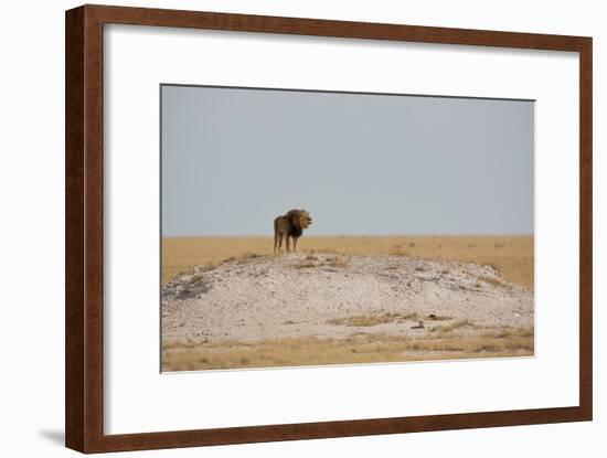 A Lion, Panthera Leo, Surveying His Territory-Alex Saberi-Framed Photographic Print