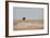 A Lion, Panthera Leo, Surveying His Territory-Alex Saberi-Framed Photographic Print