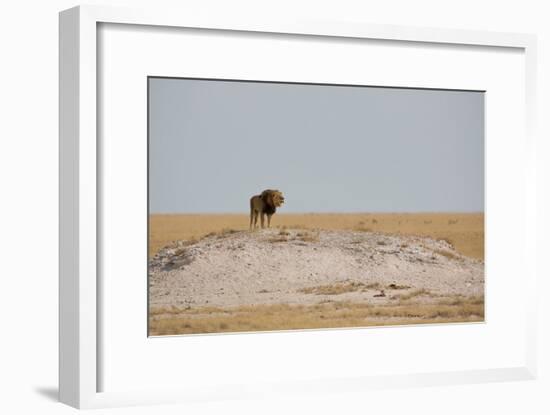 A Lion, Panthera Leo, Surveying His Territory-Alex Saberi-Framed Photographic Print