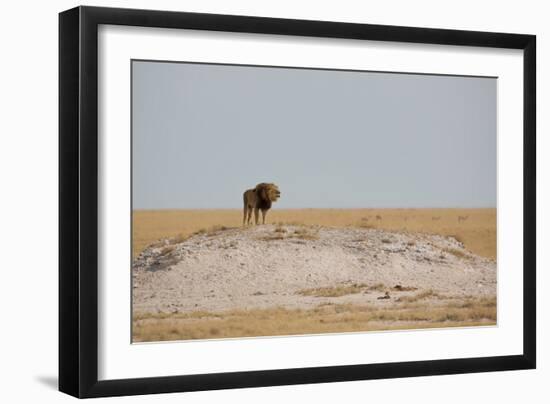 A Lion, Panthera Leo, Surveying His Territory-Alex Saberi-Framed Photographic Print