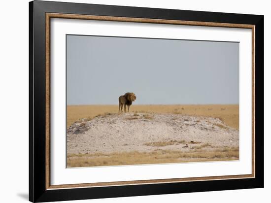 A Lion, Panthera Leo, Surveying His Territory-Alex Saberi-Framed Photographic Print