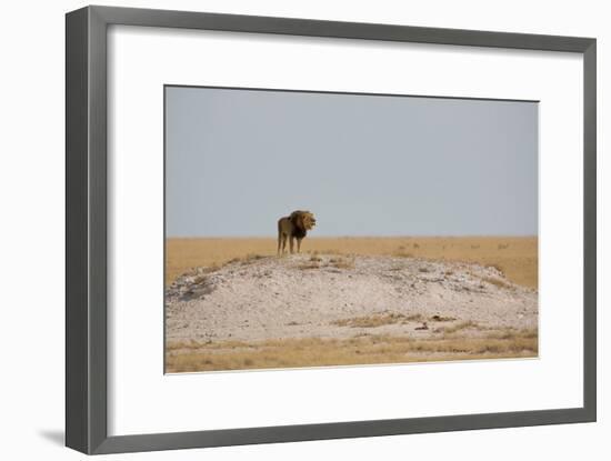 A Lion, Panthera Leo, Surveying His Territory-Alex Saberi-Framed Photographic Print