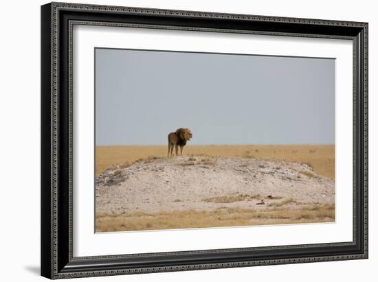 A Lion, Panthera Leo, Surveying His Territory-Alex Saberi-Framed Photographic Print