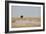 A Lion, Panthera Leo, Surveying His Territory-Alex Saberi-Framed Photographic Print