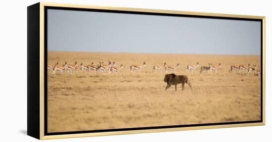 A Lion, Panthera Leo, Walks Through Grassland Past Springboks, Surveying His Territory-Alex Saberi-Framed Premier Image Canvas