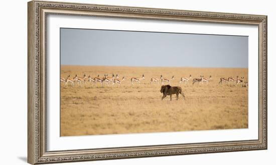 A Lion, Panthera Leo, Walks Through Grassland Past Springboks, Surveying His Territory-Alex Saberi-Framed Photographic Print