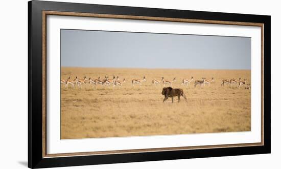 A Lion, Panthera Leo, Walks Through Grassland Past Springboks, Surveying His Territory-Alex Saberi-Framed Photographic Print