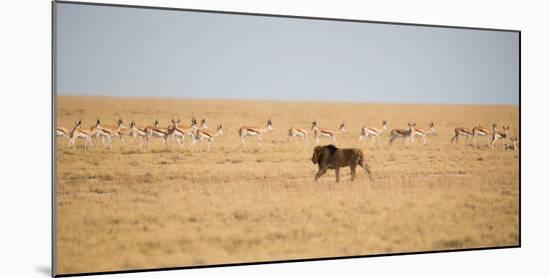 A Lion, Panthera Leo, Walks Through Grassland Past Springboks, Surveying His Territory-Alex Saberi-Mounted Photographic Print