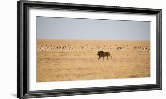 A Lion, Panthera Leo, Walks Through Grassland Past Springboks, Surveying His Territory-Alex Saberi-Framed Photographic Print