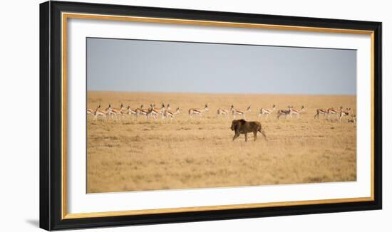 A Lion, Panthera Leo, Walks Through Grassland Past Springboks, Surveying His Territory-Alex Saberi-Framed Photographic Print