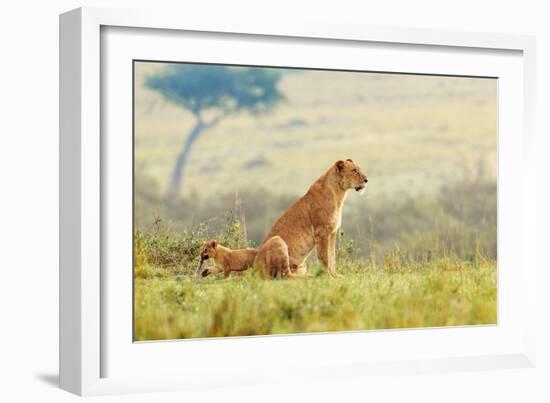 A Lion's Tail-Shelley Lake-Framed Art Print