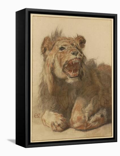 A Lion Snarling, C.1625-33 (Black & Red Chalk with Black and Brown Washes)-Cornelis Saftleven-Framed Premier Image Canvas