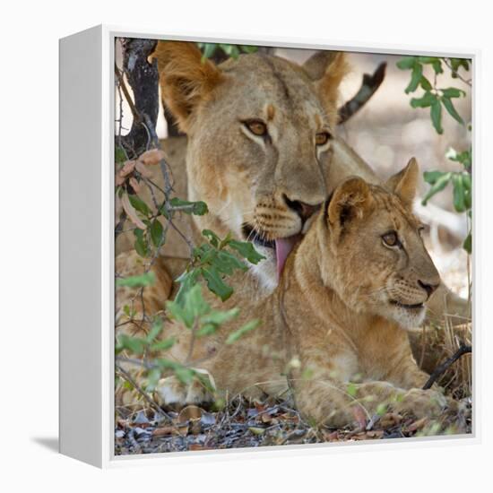 A Lioness and Cub in Selous Game Reserve-Nigel Pavitt-Framed Premier Image Canvas