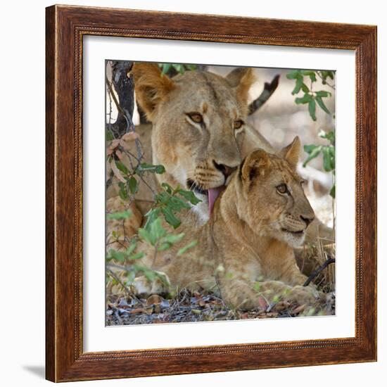 A Lioness and Cub in Selous Game Reserve-Nigel Pavitt-Framed Photographic Print