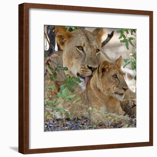 A Lioness and Cub in Selous Game Reserve-Nigel Pavitt-Framed Photographic Print