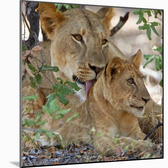 A Lioness and Cub in Selous Game Reserve-Nigel Pavitt-Mounted Photographic Print
