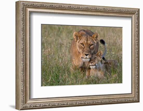 A lioness greeted by the her cubs upon her return, Masai Mara, Kenya. Kenya.-Sergio Pitamitz-Framed Photographic Print