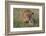 A lioness greeted by the her cubs upon her return, Masai Mara, Kenya. Kenya.-Sergio Pitamitz-Framed Photographic Print