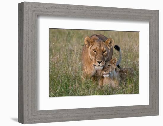 A lioness greeted by the her cubs upon her return, Masai Mara, Kenya. Kenya.-Sergio Pitamitz-Framed Photographic Print