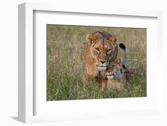 A lioness greeted by the her cubs upon her return, Masai Mara, Kenya. Kenya.-Sergio Pitamitz-Framed Photographic Print