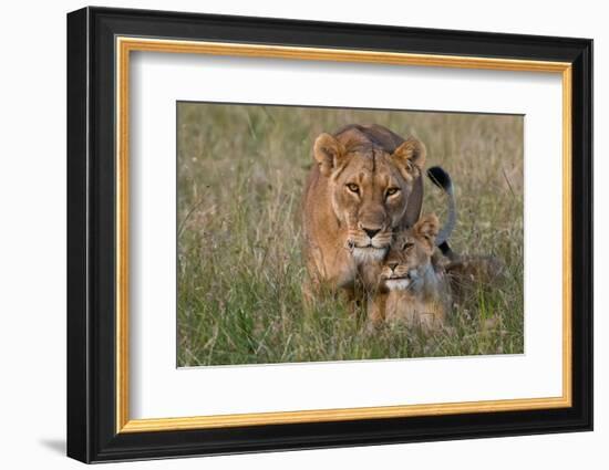 A lioness greeted by the her cubs upon her return, Masai Mara, Kenya. Kenya.-Sergio Pitamitz-Framed Photographic Print