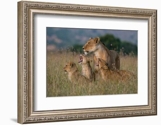 A lioness greeted by the her cubs upon her return, Masai Mara, Kenya. Kenya.-Sergio Pitamitz-Framed Photographic Print