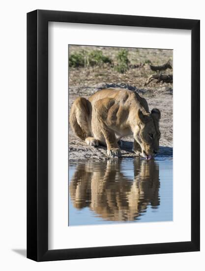 A lioness (Panthera leo) drinks at waterhole, Botswana, Africa-Sergio Pitamitz-Framed Photographic Print