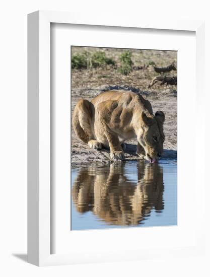 A lioness (Panthera leo) drinks at waterhole, Botswana, Africa-Sergio Pitamitz-Framed Photographic Print