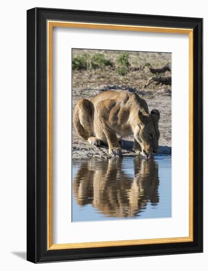 A lioness (Panthera leo) drinks at waterhole, Botswana, Africa-Sergio Pitamitz-Framed Photographic Print