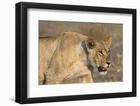 A lioness (Panthera leo) walking, Savuti marsh, Chobe National Park, Botswana, Africa-Sergio Pitamitz-Framed Photographic Print