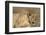 A lioness (Panthera leo) walking, Savuti marsh, Chobe National Park, Botswana, Africa-Sergio Pitamitz-Framed Photographic Print