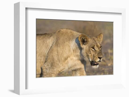 A lioness (Panthera leo) walking, Savuti marsh, Chobe National Park, Botswana, Africa-Sergio Pitamitz-Framed Photographic Print