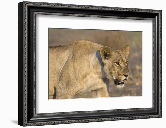 A lioness (Panthera leo) walking, Savuti marsh, Chobe National Park, Botswana, Africa-Sergio Pitamitz-Framed Photographic Print