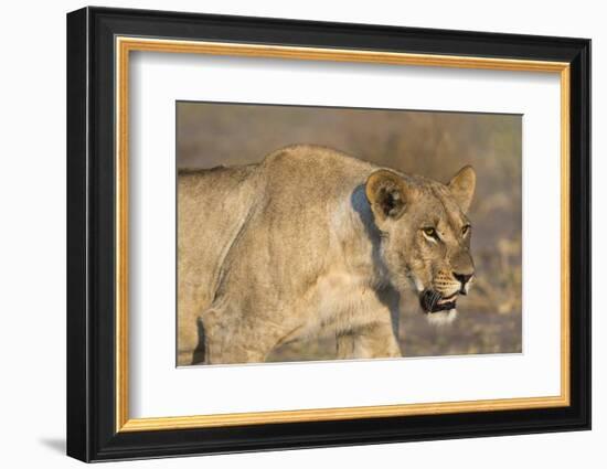 A lioness (Panthera leo) walking, Savuti marsh, Chobe National Park, Botswana, Africa-Sergio Pitamitz-Framed Photographic Print