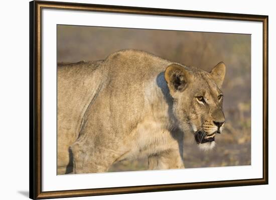 A lioness (Panthera leo) walking, Savuti marsh, Chobe National Park, Botswana, Africa-Sergio Pitamitz-Framed Photographic Print