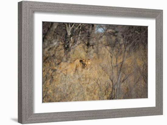 A Lioness, Panthera Leo, Walking Through Tall Grass under Trees at Sunrise-Alex Saberi-Framed Photographic Print