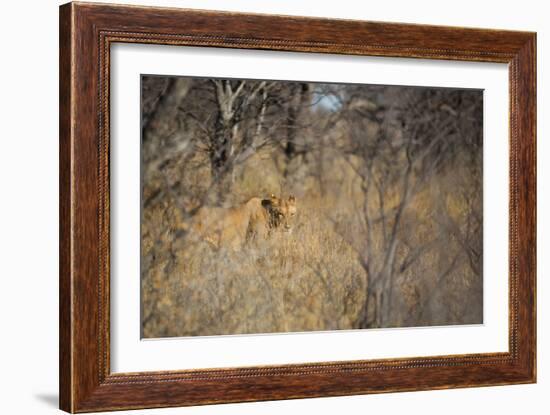 A Lioness, Panthera Leo, Walking Through Tall Grass under Trees at Sunrise-Alex Saberi-Framed Photographic Print