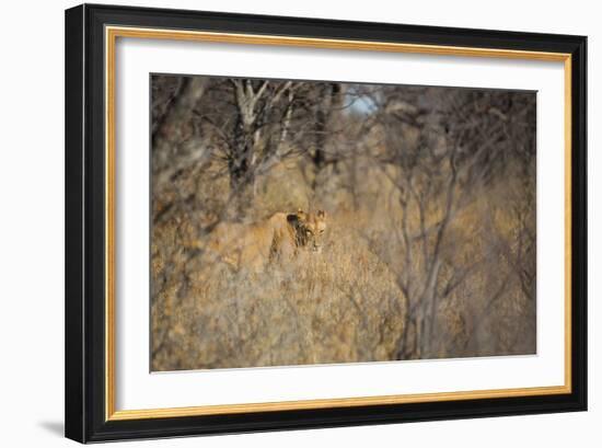 A Lioness, Panthera Leo, Walking Through Tall Grass under Trees at Sunrise-Alex Saberi-Framed Photographic Print